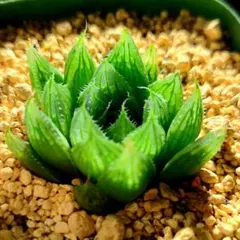2018 カミンギー 派手 カキコ多肉植物 ハオルチア アロエ - メルカリ