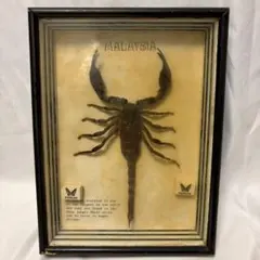 Malaysia Giant Scorpion 標本 木製フレーム - メルカリ