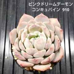 ピンクドリームデーモンコンキュバイン 910 エケベリア 多肉植物 抜き苗