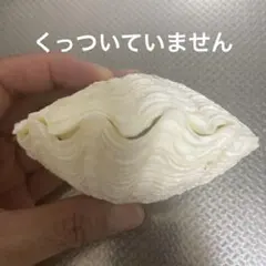 【沖縄県産】夏休みの工作に!貝殻 シャコガイの殻(片面)2個⑩