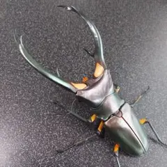 エラフスホソアカクワガタ　グリーン　いきもの大図鑑アドバンス　新品未開封