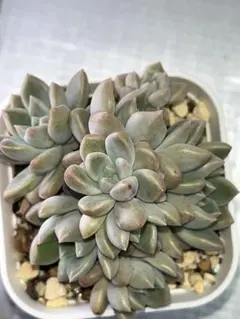 あぃ様 リクエスト 2点 まとめ商品