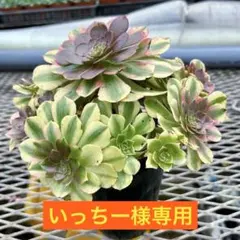 いっちー様専用出品‼️アエオニウム 雨荷（2代） 法師錦 多肉大群生