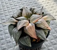 たかぽん様 リクエスト 2点 まとめ商品