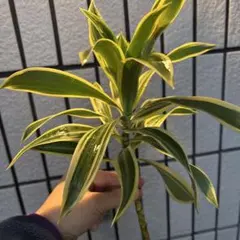 な様 リクエスト 2点 まとめ商品