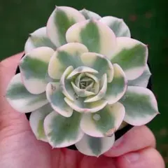 K苗 フラメンコ錦 超美斑 初根抜き苗 - メルカリ