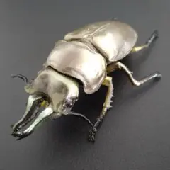 2025年最新】世界昆虫大百科の人気アイテム - メルカリ