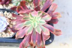 2025年最新】錦 アエオニウムの人気アイテム - メルカリ