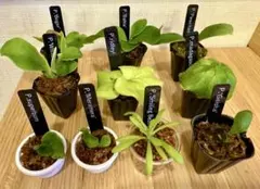 ビカクシダ　セット　マダカスカリエンセ　リドレイ　など 2025年最新】マダカスカリエンセの人気アイテム - メルカリ