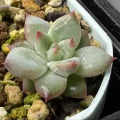 2025年最新】ホーリンゼ 多肉の人気アイテム - メルカリ