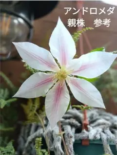 カエルのお兄さん様 リクエスト 2点 まとめ商品