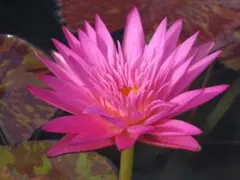超特大3株セット】サボテン 抜き苗 ピンクの花 - メルカリ