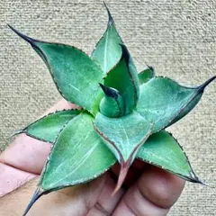 2025年最新】アリゾニカの人気アイテム - メルカリ