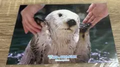 2025年最新】めいちゃんブロマイドの人気アイテム - メルカリ