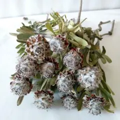 2025年最新】リューカデンドロンの人気アイテム - メルカリ