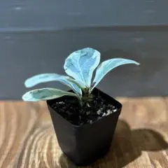 2025年最新】カシワバゴム 斑入りの人気アイテム - メルカリ