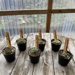 2025年最新】ミックスベリア 桜鬼の人気アイテム - メルカリ