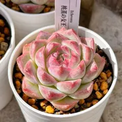 【20.琥珀＊多肉植物販売会】 20.琥珀＊多肉植物販売会】