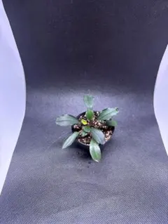 C*❗様 セファランドラ（斑入り株）Bucephalandra Pipto ブセファランドラ（斑入り株）Bucephalandra Pipto - メルカリ