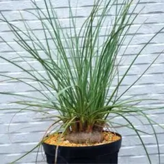 ココスヤシ鉢植え5号鉢 6株セット - メルカリ