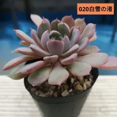 2025年最新】おらいさん苗の人気アイテム - メルカリ