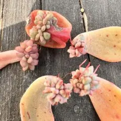 ☆kei工房☆様 リクエスト 2点 まとめ商品