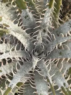野生 ディッキア デリカータ Dyckia delicata white ⑴ 野生 ディッキア デリカータ Dyckia delicata white ⑴ - メルカリ