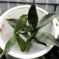 2025年最新】サルミアナフェロックス アガベの人気アイテム