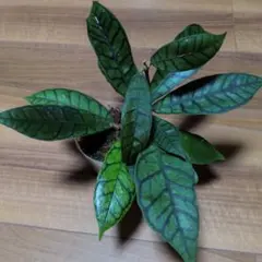 Hoya callistophylla（7月18日発送予定）のサムネイル