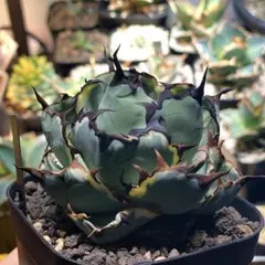 2025年最新】BB白覆輪の人気アイテム - メルカリ