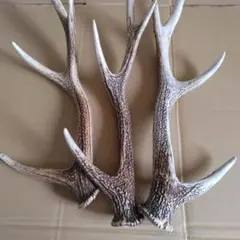2025年最新】鹿 角 オブジェの人気アイテム - メルカリ