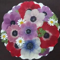 押し花素材　アネモネ