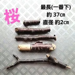 ⑥◇イチジク穂木1本◇ウォーターメロンラッシュ⑥【親木の写真あり