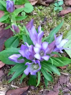 イヨスミレ様 リクエスト 3点 まとめ商品