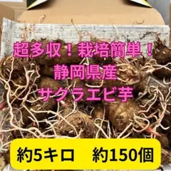 超多収　栽培簡単　サクラ海老芋　里芋　海老芋　種芋　５キロ　150個