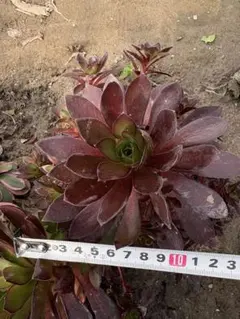 アエオニウム 朱雀錦 大株 抜き苗 - メルカリ