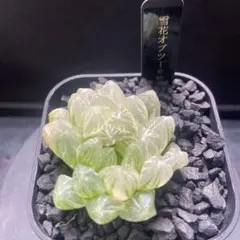 2025年最新】オブツーサ錦の人気アイテム - メルカリ