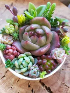 2026年最新】多肉植物 寄せ植え そのまま飾れるの人気アイテム - メルカリ