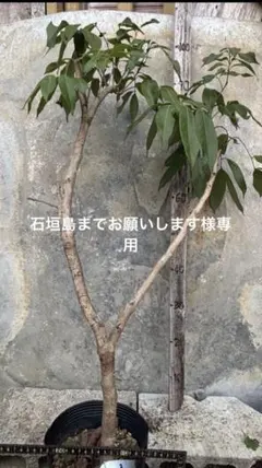 ヒデキング!! #873 #874 #875 特注布袋竹選別網タモ網 ヒデキング様専用!! #873 #874 #875 特注布袋竹選別網タモ網 - メルカリ