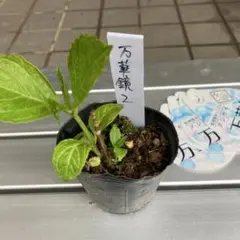 Akemi Sawada様 リクエスト 2点 まとめ商品