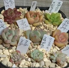 2026年最新】古都の葉の人気アイテム - メルカリ