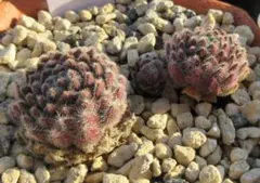 はるみ様 リクエスト 2点 まとめ商品