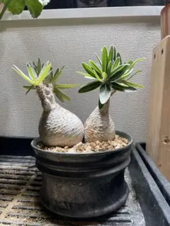 現地球グラキリス2頭仕立 現地球グラキリス2頭仕立