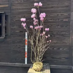 ミツバツツジ 白花 大株 【品番3621】 - メルカリ