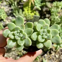 ずぅ様 リクエスト 3点 まとめ商品