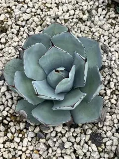 m a n i a　パリー　トランカータ　ハンティントン　大株 m a n i a パリー トランカータ ハンティントン 大株 Agave