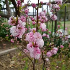 2026年最新】桜の切り花の人気アイテム - メルカリ