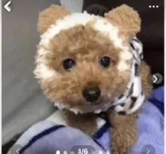 犬用手編みニット帽子Sサイズ　パンダ　ふわふわクマさんスヌード&ネックオーマー