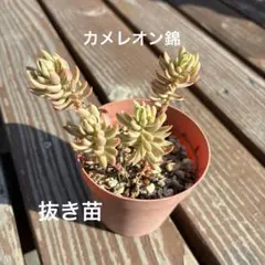 猫〜♡様 リクエスト 2点 まとめ商品