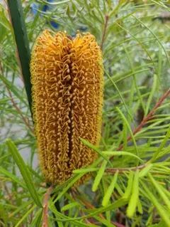 バンクシア　ヘアピン　ロブル　お得セット！ バンクシア ヘアピン ロブル お得セット！ - メルカリ